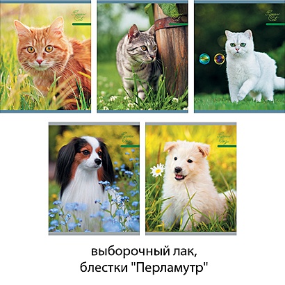 Забавные кошки и собаки 96л., 5 видов ТЕТРАДИ А5 (*скрепка) 96Л. Обложка: лакирование - фото 1