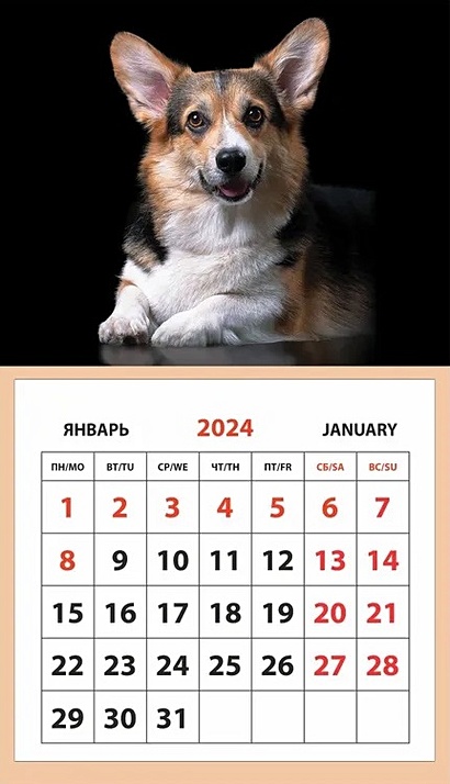 Календарь 2024г 95*165 "Собака. Корги" на магните - фото 1