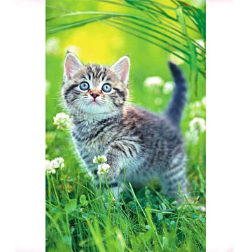В мире животных. Милый котенок ПАЗЛЫ СТАНДАРТ-ПЭК - фото 1