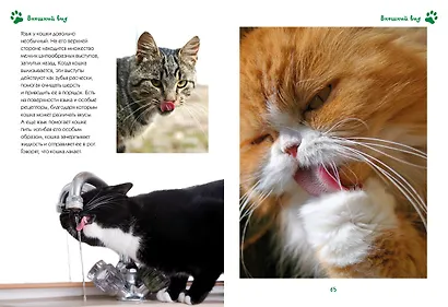 Моя большая книга о кошках и котятах - фото 3