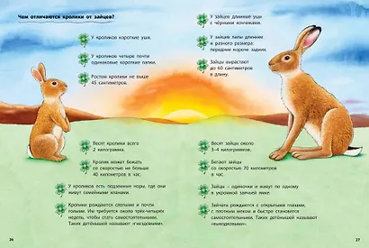 Как живут кролики и зайцы. Познавательные истории - фото 5