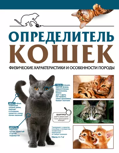 Определитель кошек. Физические характеристики и особенности породы - фото 1