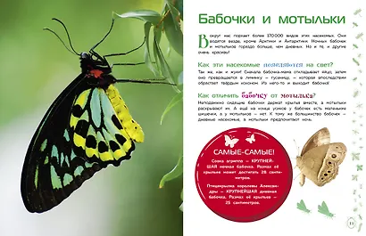 Насекомые - фото 5