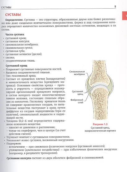 Руководство по кинезиологии. Функциональная анатомия. Биомеханика. Оценка состояния суставов и мышц - фото 9