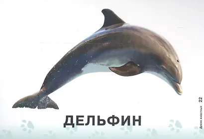 Карточки для умного развития Дикие животные (0+) (34 карточки) Бойченко (упаковка) - фото 2