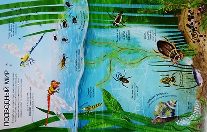 Жуки и бабочки. Более 80 секретных створок - фото 5