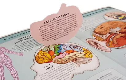 Тело человека. Интерактивная книга-панорама - фото 8