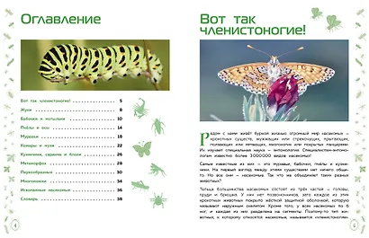 Насекомые - фото 4