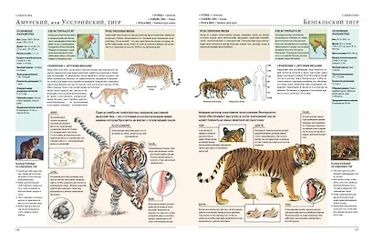 Животные мира. Моя большая энциклопедия - фото 6