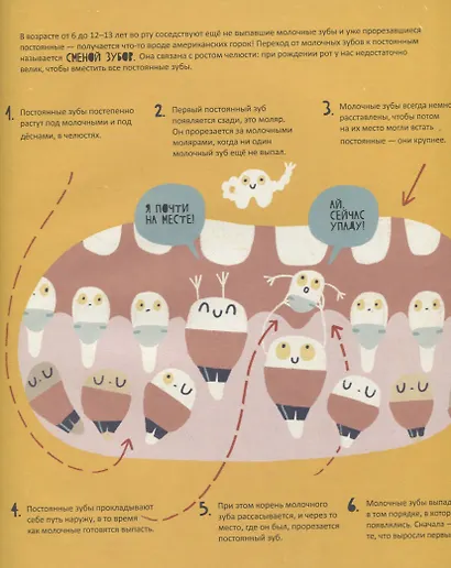 Тайная жизнь зубов - фото 5