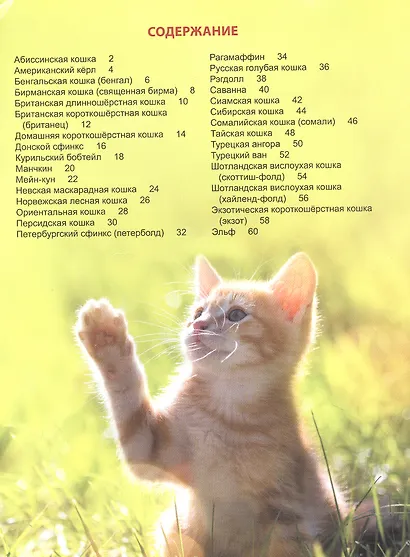ЭНЦИКЛОПЕДИЯ ДЛЯ ДЕТЕЙ новые. КОШКИ - фото 2