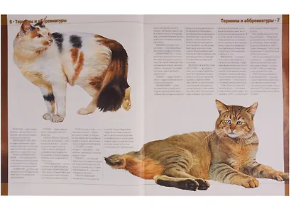 Кошки Новая иллюстрированная энциклопедия (илл. Волынца) Волкова - фото 2