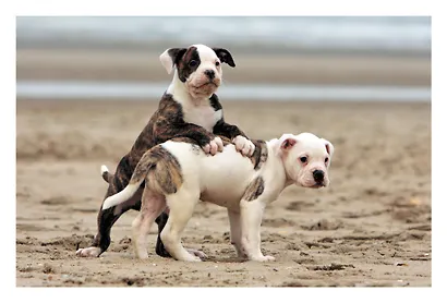 Моя любимая книга о животных - фото 6