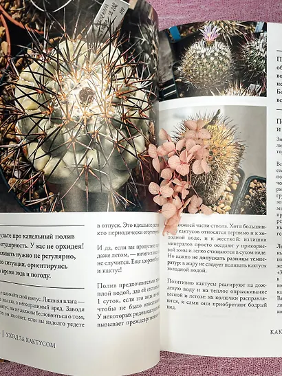 Кактусы. Колючая правда - фото 5