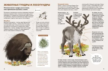 Животные России - фото 4