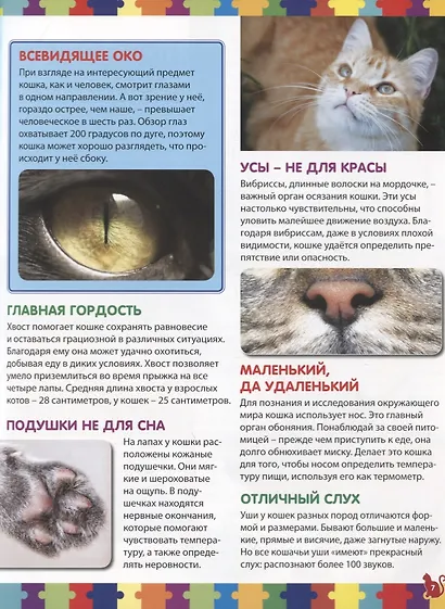 Кошки. Детская энциклопедия - фото 4
