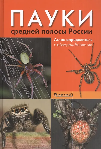 Пауки средней полосы России - фото 2