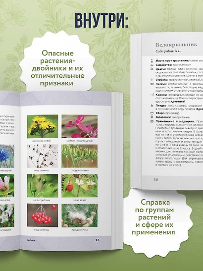 Лечебные травы. Иллюстрированный справочник-определитель - фото 6