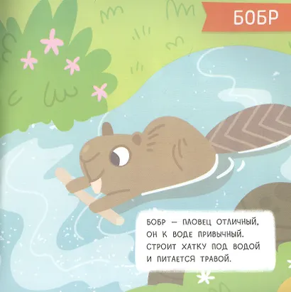 Лес: мини-энциклопедия для крохи - фото 3