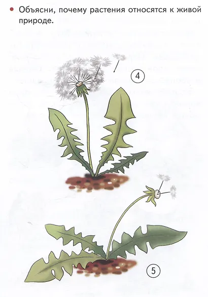 Изучаем окружающий мир (5-6 лет) - фото 5