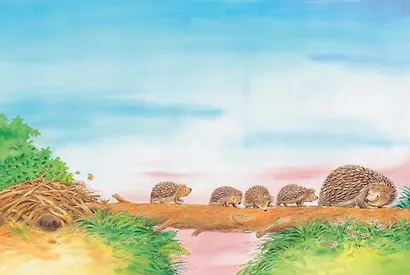 Как живут ежики. Познавательные истории - фото 5