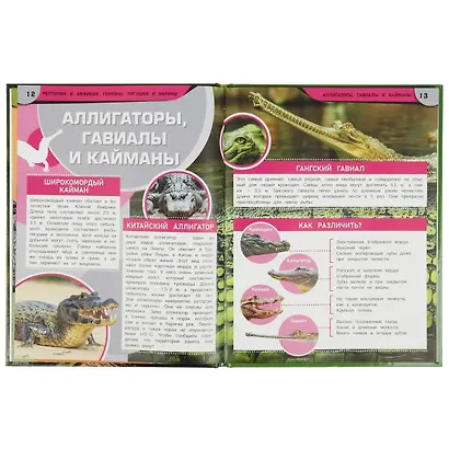 Рептилии и амфибии. Гекконы, лягушки и вараны. Энциклопедия - фото 3