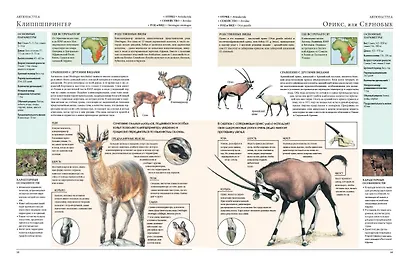 Животные мира. Моя большая энциклопедия - фото 5