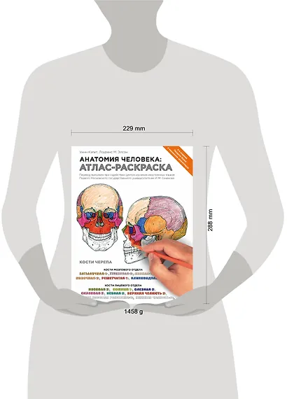 Анатомия человека: атлас-раскраска. 4 -е изд. - фото 12