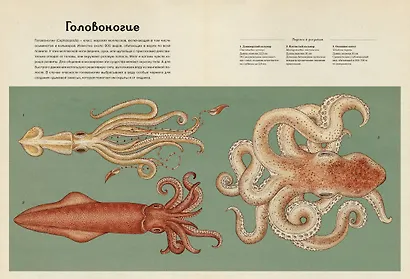 Анималиум - фото 6