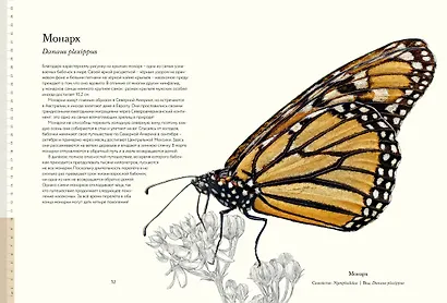 Загадочный мир бабочек - фото 7