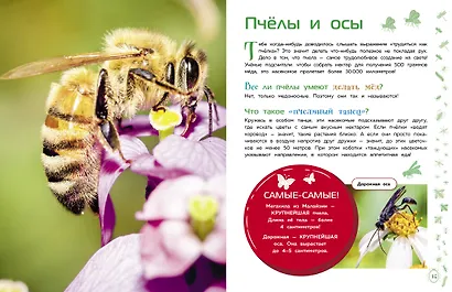 Насекомые - фото 7