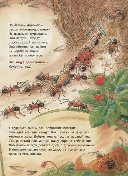 Где живёт муравьишка. Познавательные истории - фото 5