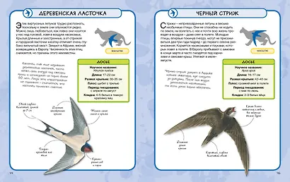 Птицы - фото 8