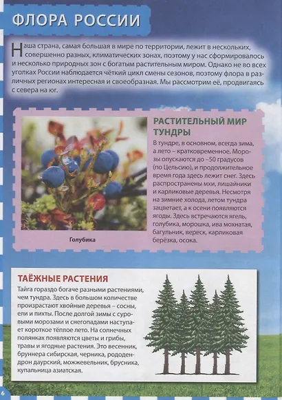 Растения России. Энциклопедия для детей - фото 4