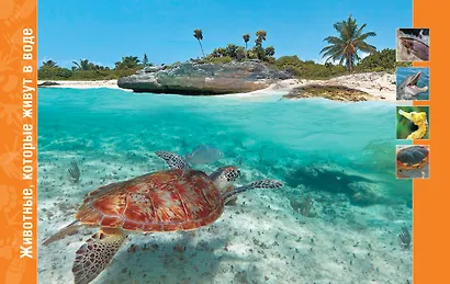 В мире животных - фото 9