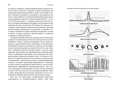 Женщина: эволюционный взгляд на то, как и почему появилась женская форма - фото 11