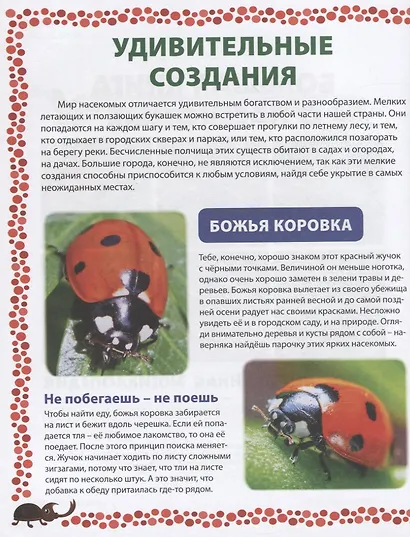 Большая книга о насекомых. Иллюстрированная энциклопедия - фото 3
