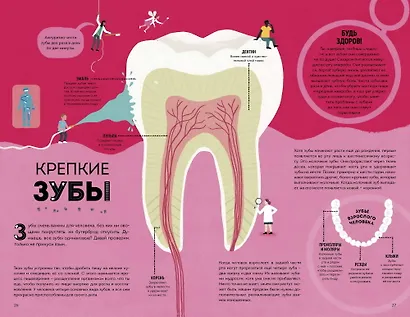 Тело человека. Как работает наш удивительный организм - фото 5