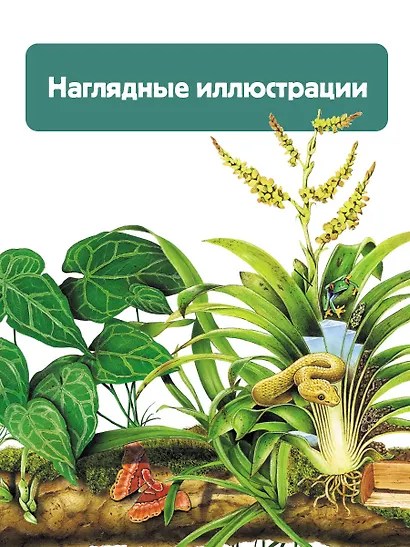 Растения - фото 7