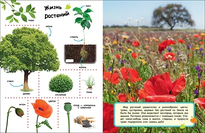 Большая энциклопедия в картинках - фото 2