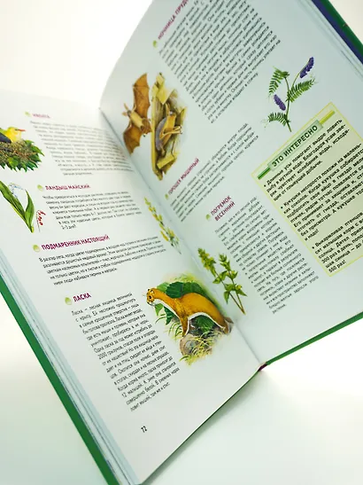 Природа России. Иллюстрированная энциклопедия - фото 5