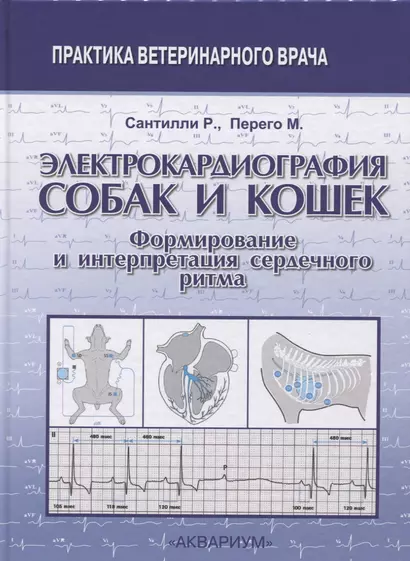 Электрокардиография собак и кошек. Формирование и интерпретация сердечного ритма - фото 1