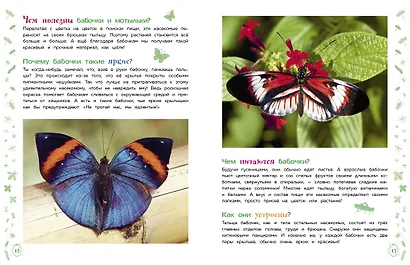 Насекомые - фото 6