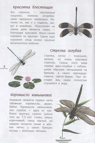 Наши насекомые. Определитель для детей - фото 2