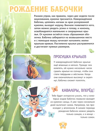 Самые красивые бабочки. Детская энциклопедия - фото 6