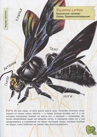 В джунглях не только тигры. Бабочки-стрекозки - фото 6