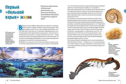 Тайны морей и океанов. Большая иллюстрированная энциклопедия - фото 15