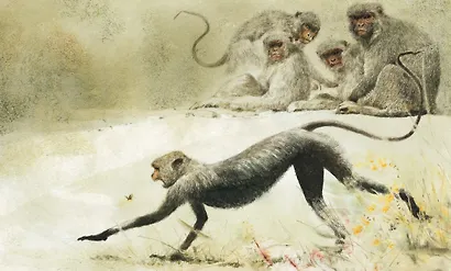 Книга джунглей - фото 8