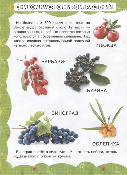 В саду и огороде - фото 3