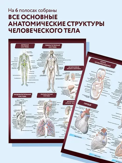 Анатомия. Самая компактная анатомическая таблица - фото 5